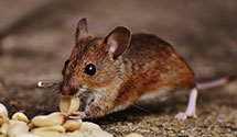 24 Hour & Emergency Exterminators in Edgemont, PA